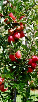 apfel